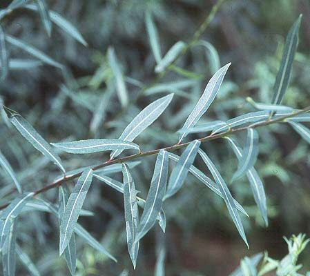 Purple Willow (salix purpurea) Height 20-40cm Trees, WET SITE SUITABLE **FREE UK MAINLAND DELIVERY + FREE 100% TREE WARRANTY**